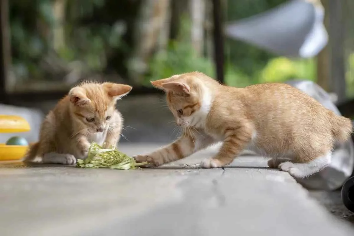 cat-domestication-history-rewritten_11zon