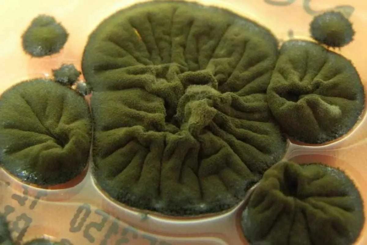 chernobyl-radiation-eating-fungus_11zon