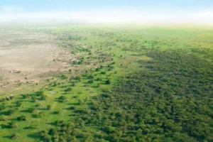 تحول سبز چین؛ چگونه کاشت میلیونی درختان، نقشه آب کشور را بازنویسی کرد؟