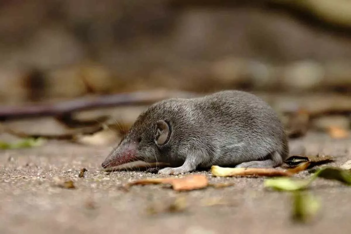 christmas-island-shrew-officially-extinct_11zon