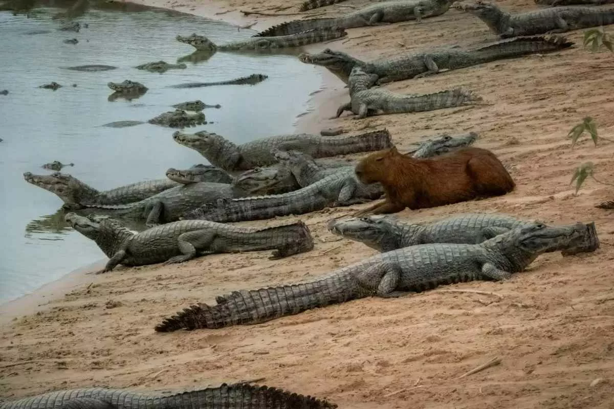 crocodiles-not-eat-capybaras_11zon