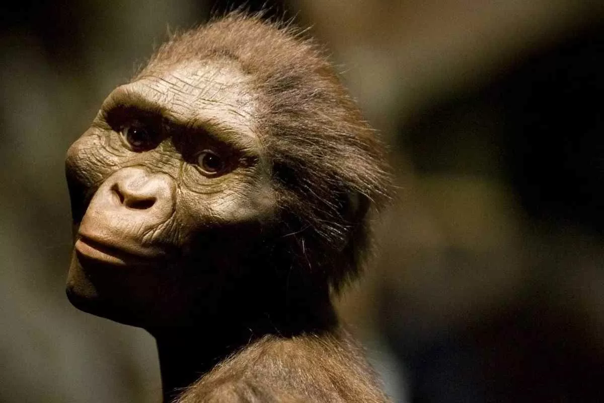 foot-fossil-early-human-relative-alongside-lucy_11zon