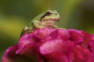 کشفی تحول‌آفرین در ژاپن؛ باکتری روده قورباغه‌ها چگونه سلول‌های سرطانی را نابود می‌کند؟