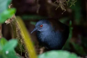 بازگشت شگفت‌انگیز طبیعت به گالاپاگوس؛ پرندگانی که پس از ۲۰۰ سال دوباره دیده شدند