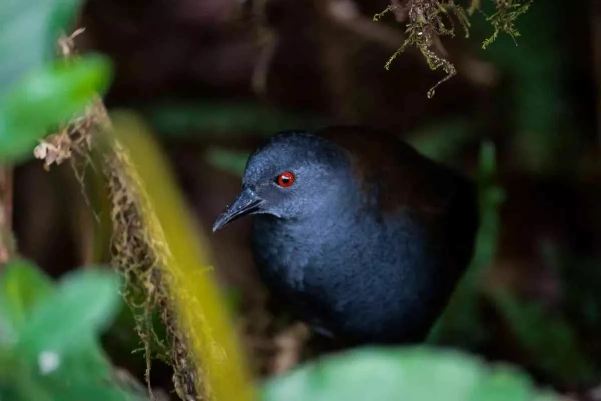 galapagos-extinct-bird-returns-floreana_11zon