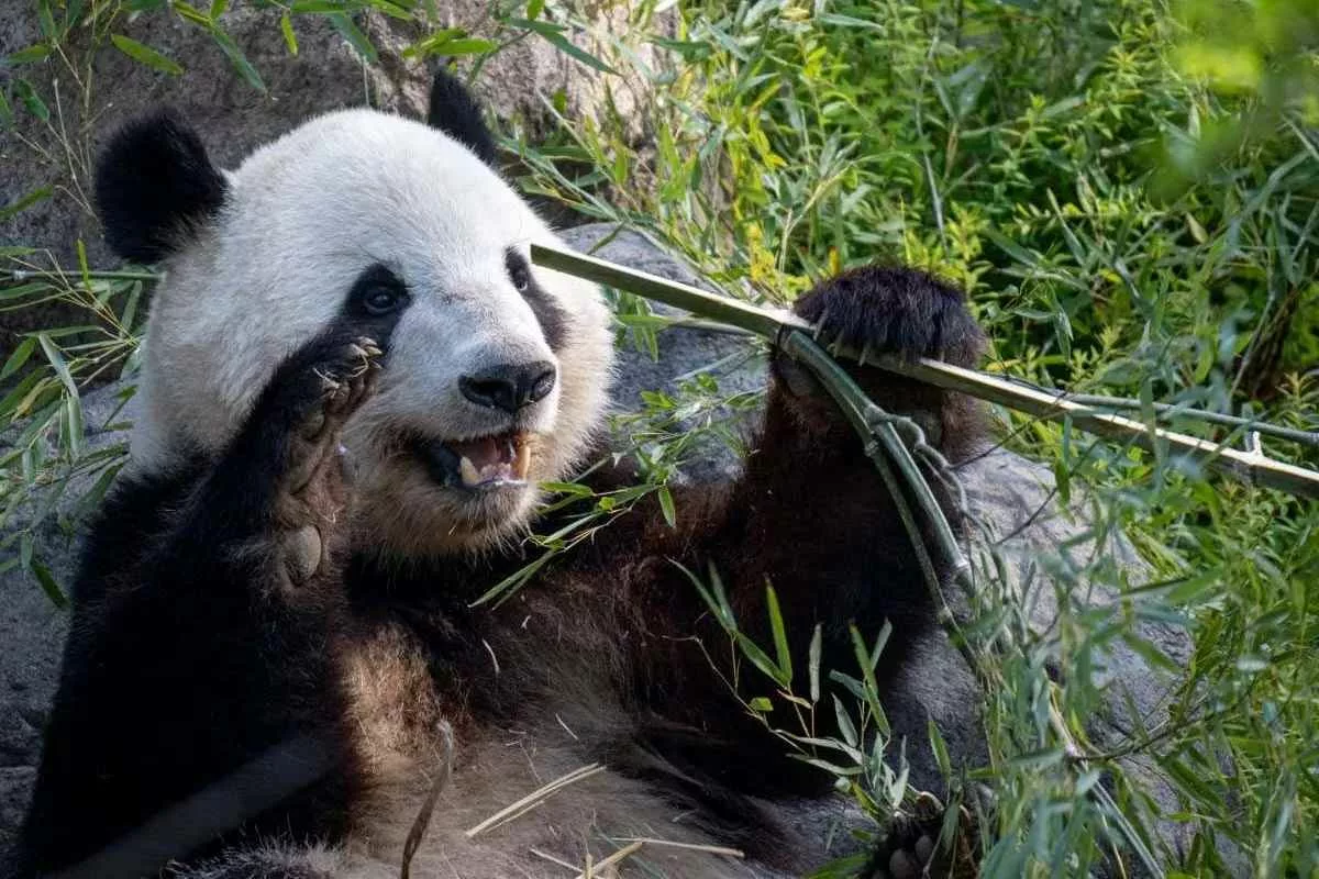 giant-pandas-use-tools_11zon