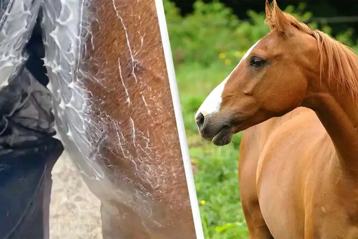 how-horses-sweat_11zon