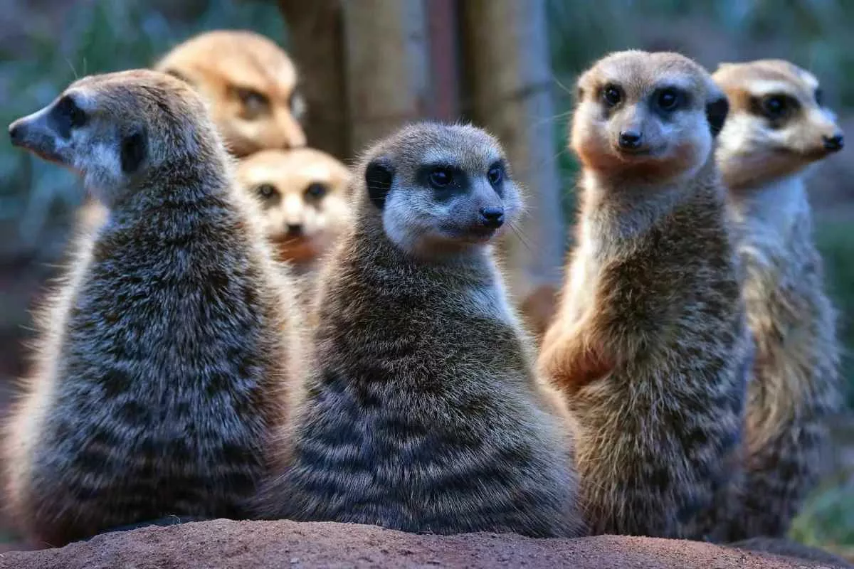 human-monogamy-ranking-study_11zon