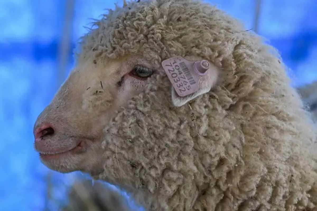 india-first-gene-edited-sheep_11zon