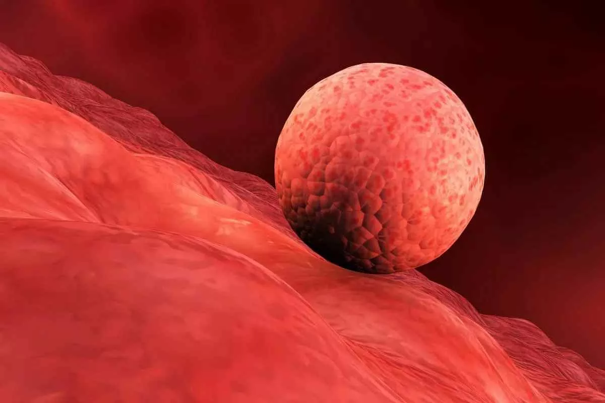 lab-grown-human-endometrium-ivf_11zon