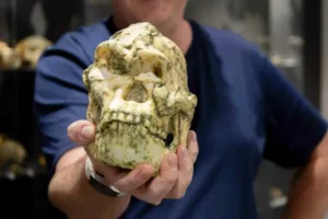 کشف شاخه‌ای گمشده در تبار انسان: «پا کوچک» کیست و چرا تاریخ تکامل بشر را بازنویسی می‌کند؟