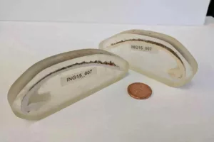 ۵۰۷ سال بقا، یک اشتباه مرگبار؛ دانشمندان قدیمی‌ترین جانور منفرد جهان را ناخواسته از بین بردند