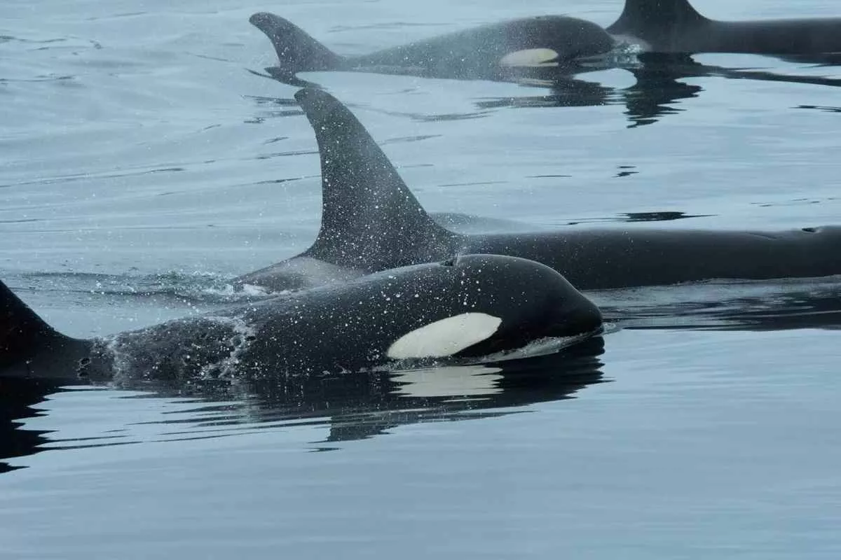 orcas-dolphins-hunting-alliance_11zon