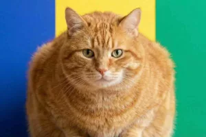 گربه‌تان چاق شده؟ اوزمپیک مخصوص حیوانات خانگی به‌زودی وارد بازار می‌شود