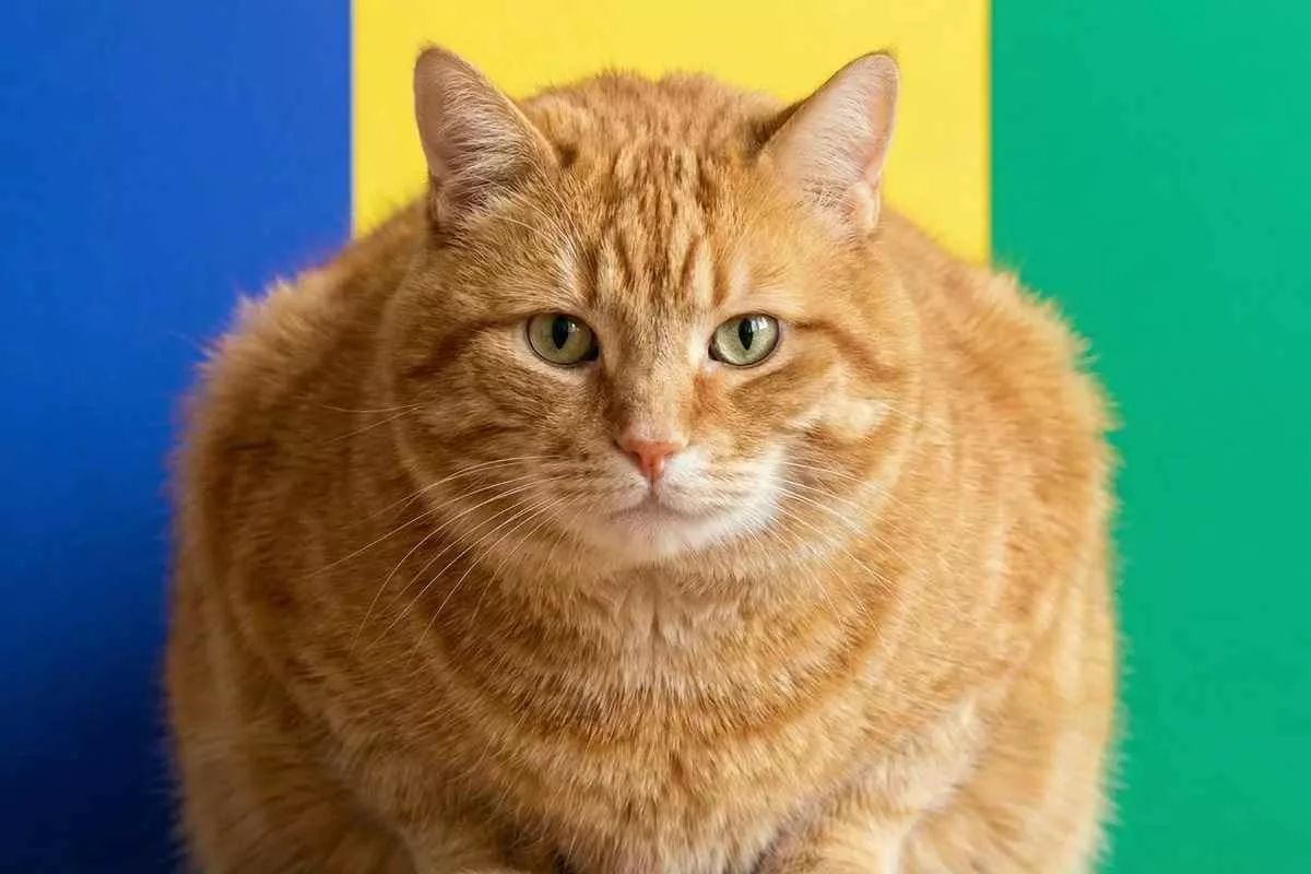 ozempets-weight-loss-drugs-animals_11zon