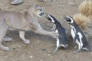 احیای پوما در پاتاگونیا زنجیره طبیعت را برهم زد؛ پنگوئن‌ها حالا در معرض خطر جدی‌اند