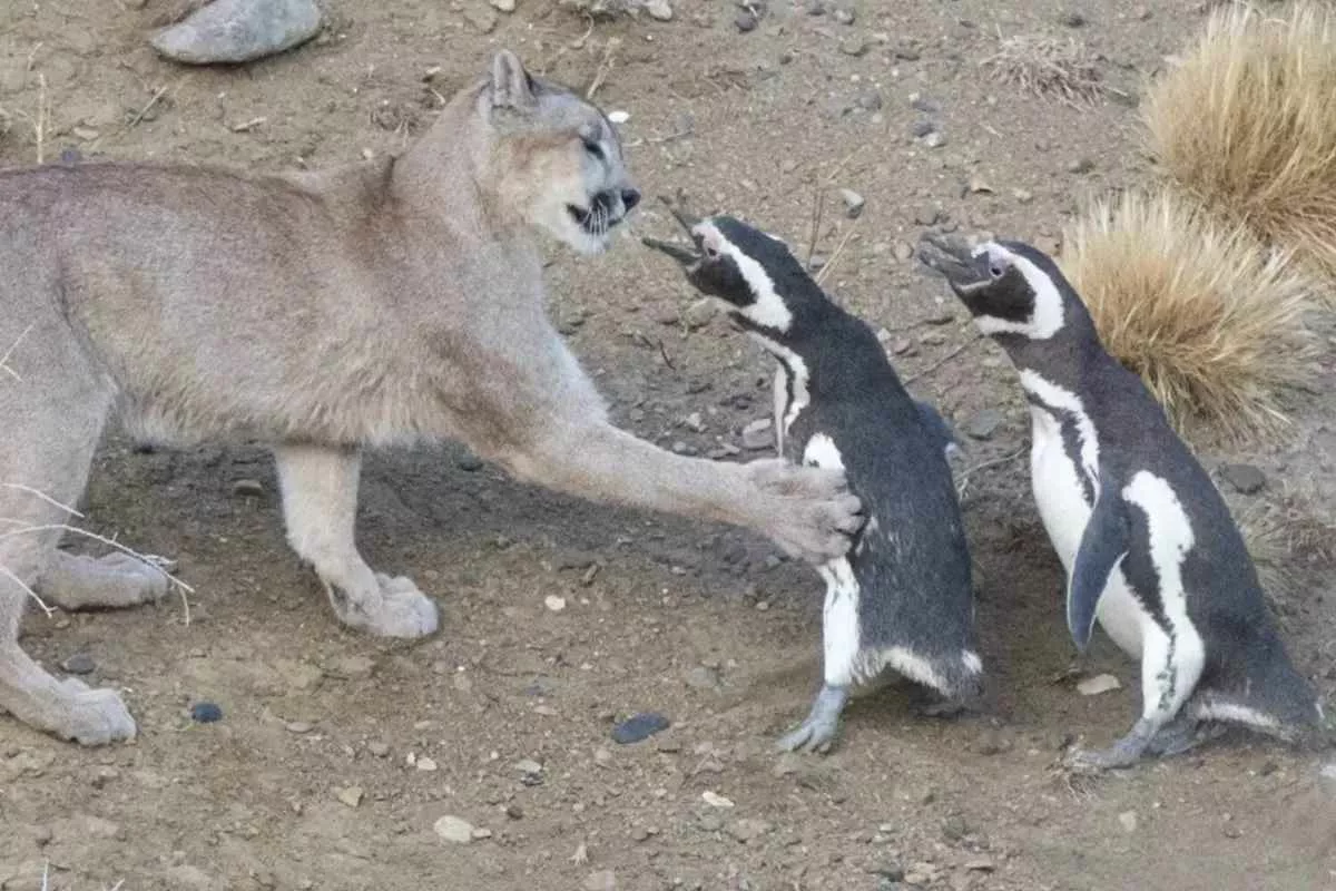 pumas-patagonia-feasting-penguins_11zon