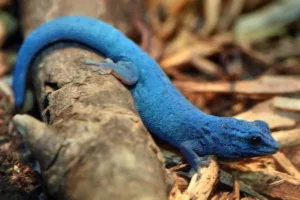 راز نایاب‌ترین رنگ طبیعت بالاخره افشا شد؛ شگفتانه این‌بار آبی نیست!