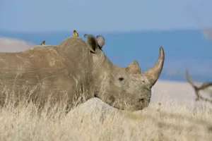 راز همزیستی شگفت‌انگیز در طبیعت؛ چرا کرگدن‌ها به پرندگان خون‌خوار اجازه سواری می‌دهند؟