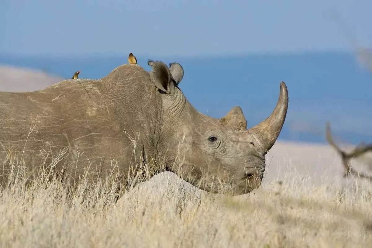 rhino-guardian-bird-alliance_11zon