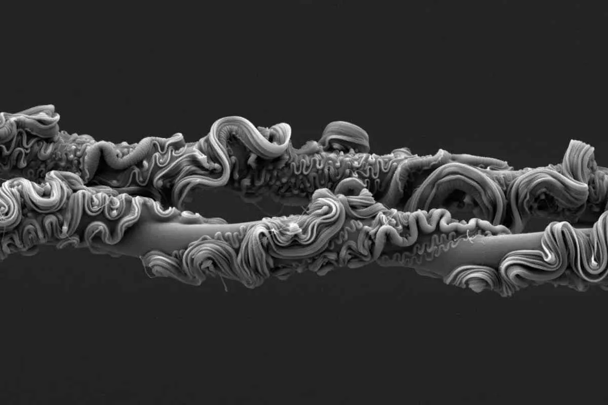 science-photo-prize-spider-silk_11zon