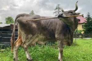 کشفی شگفت انگیز در دنیای حیوانات: گاوها توانایی استفاده از ابزار دارند