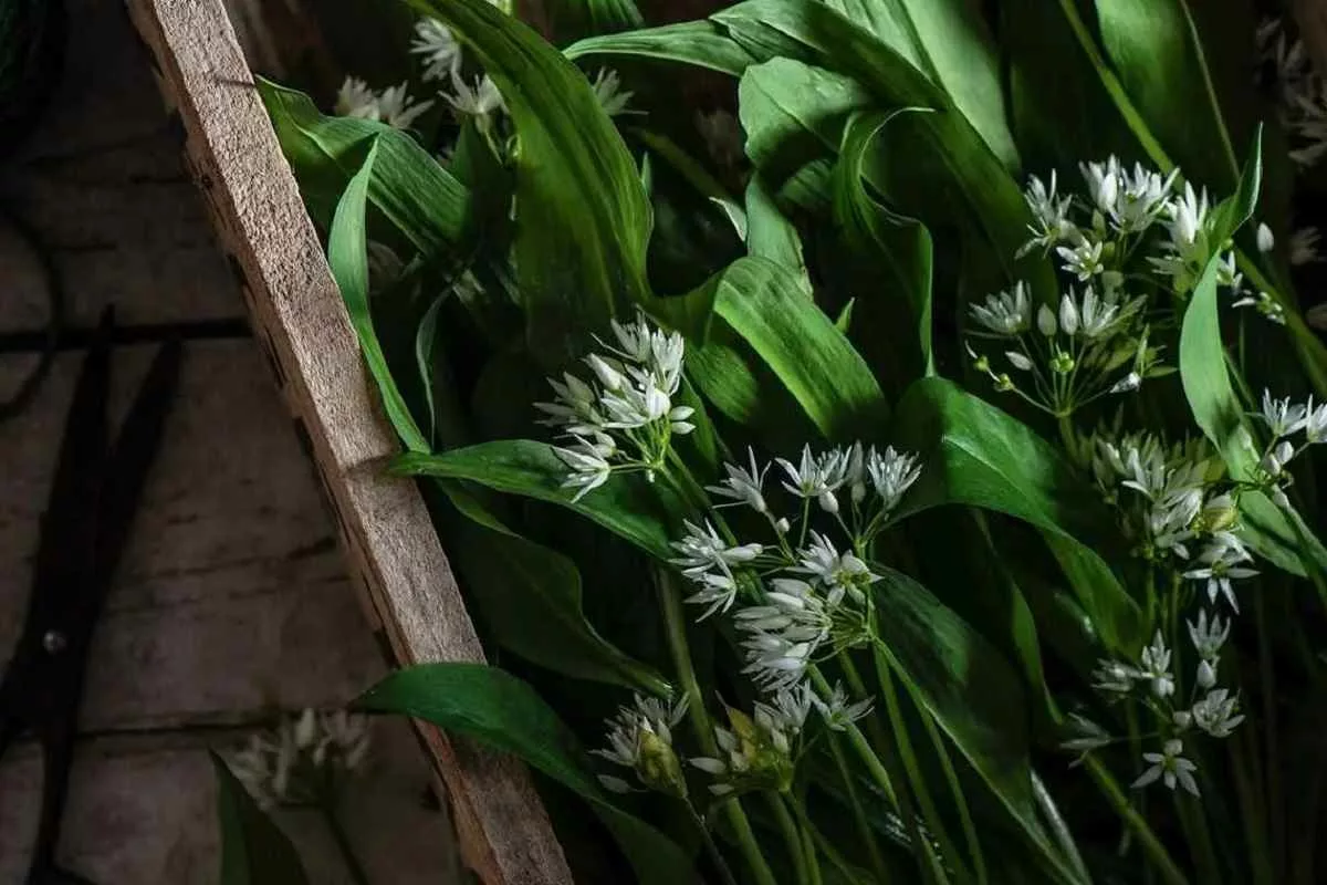 benefits-of-ramsons_11zon