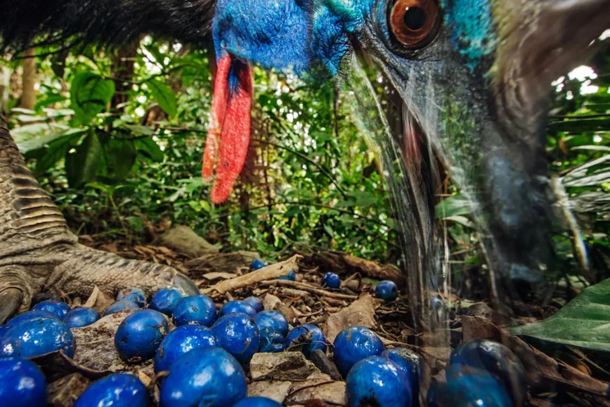 cassowary-most-dangerous-bird-truth