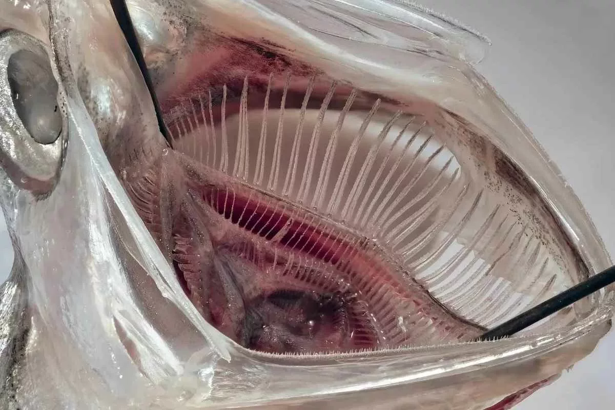 fish-mouth-filter-removes-microplastics-laundry-waste_11zon