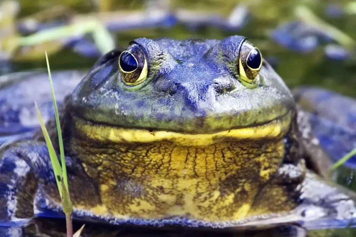 frogs-breathe-drink-skin