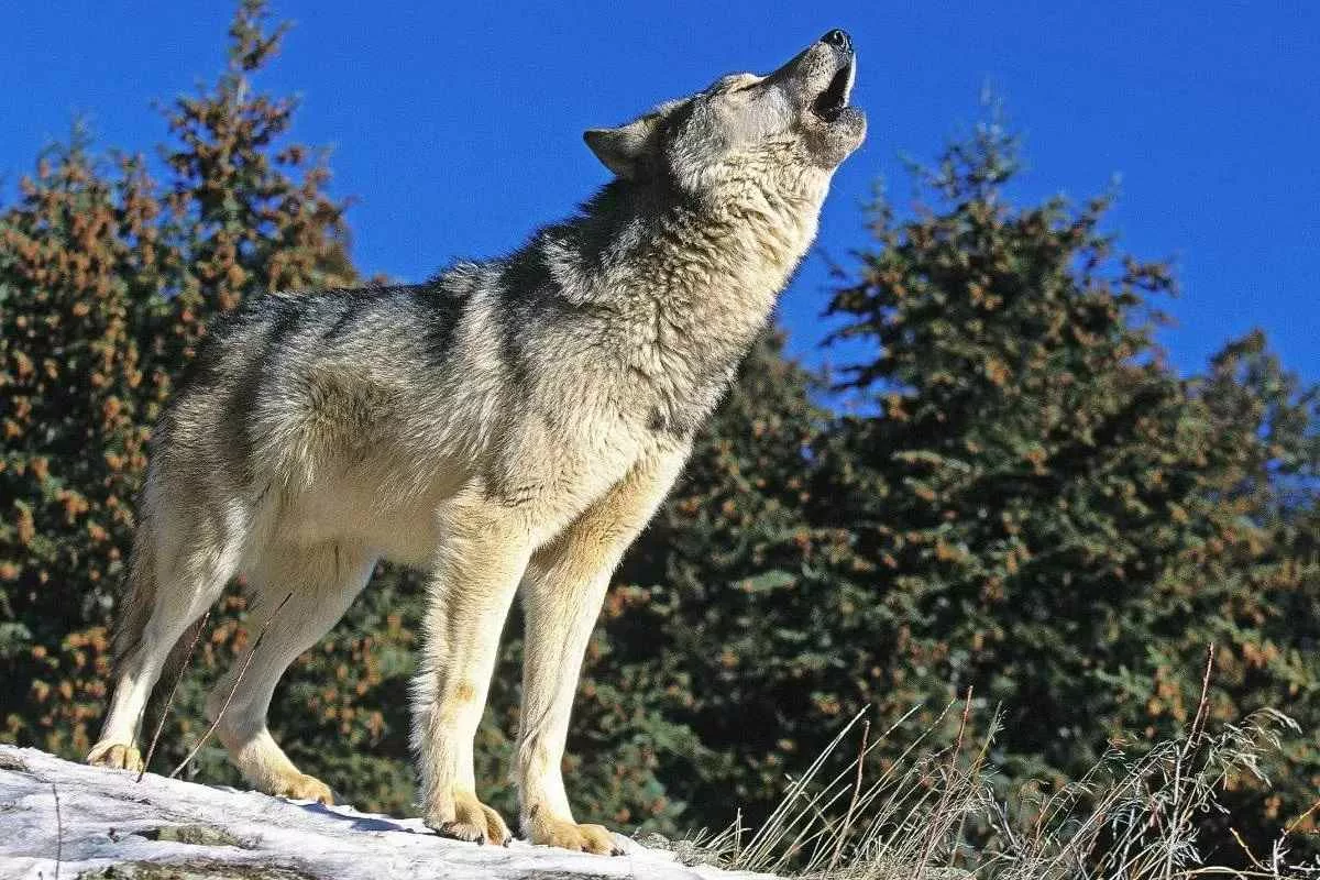 how-ancient-wolves-get-onto-remote-island_11zon