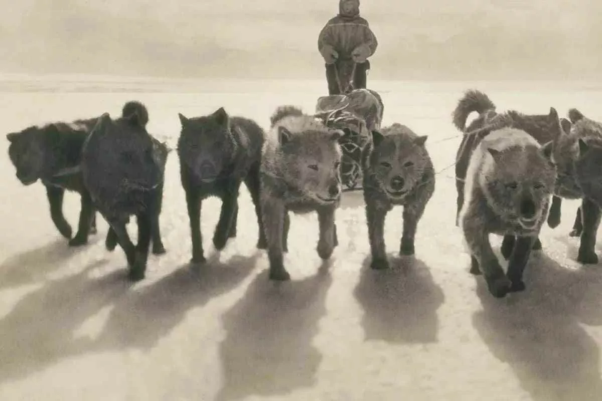 last-dogs-in-antarctica_11zon