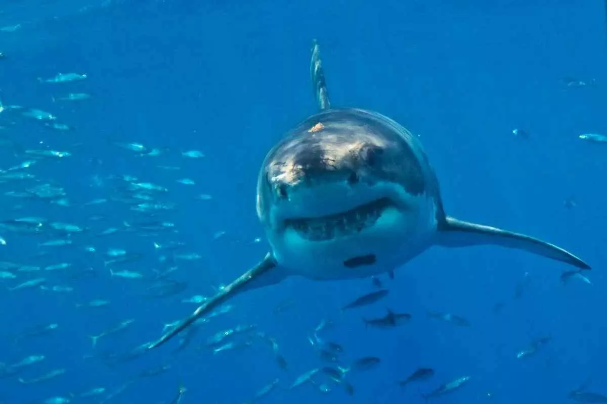 mediterranean-great-white-shark-extinction_11zon