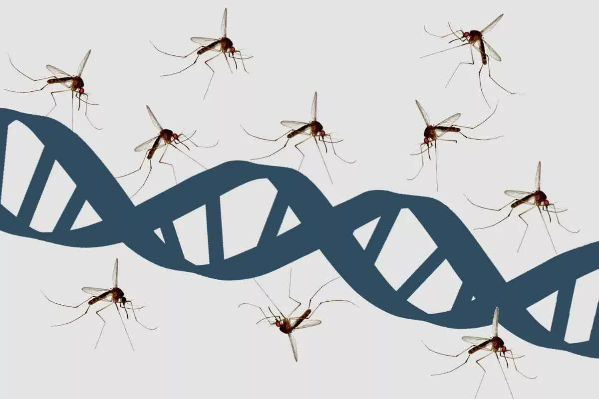 mosquitoes-carry-animal-dna_11zon
