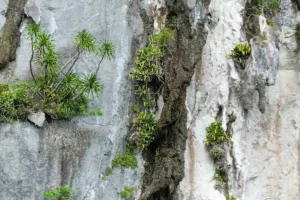 کشفی شوکه‌کننده در فیلیپین؛ گیاه گوشت‌خواری بسیار نادر با کمتر از ۵۰ نمونه در آستانه انقراض