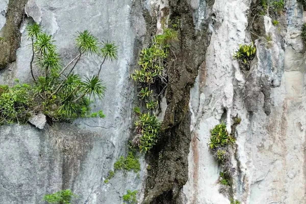 nepenthes-megastoma-discovery-endangered_11zon