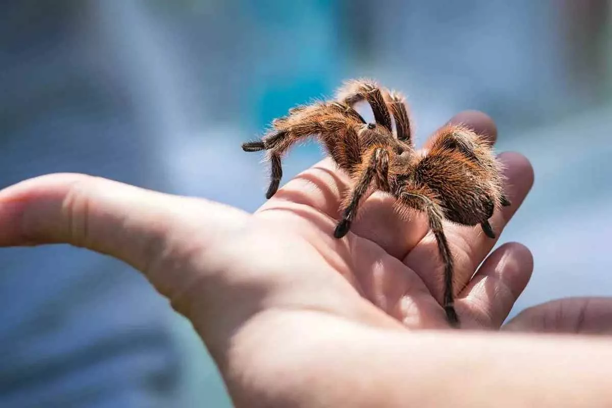 rose-hair-tarantula_11zon