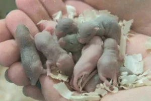 ماجرای جالب یک مسافر فضایی؛ موش چین هم برگشت هم بچه‌دار شد