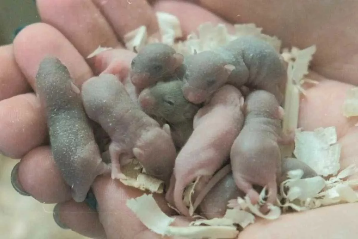 space-mice-reproduction-china-experiment_11zon