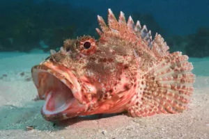 راز خمیازه فاش شد؛ چرا این رفتار باستانی از ماهی‌ها تا انسان ادامه دارد؟