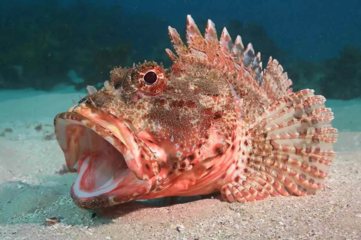 what-is-yawning-secret-in-animals_11zon