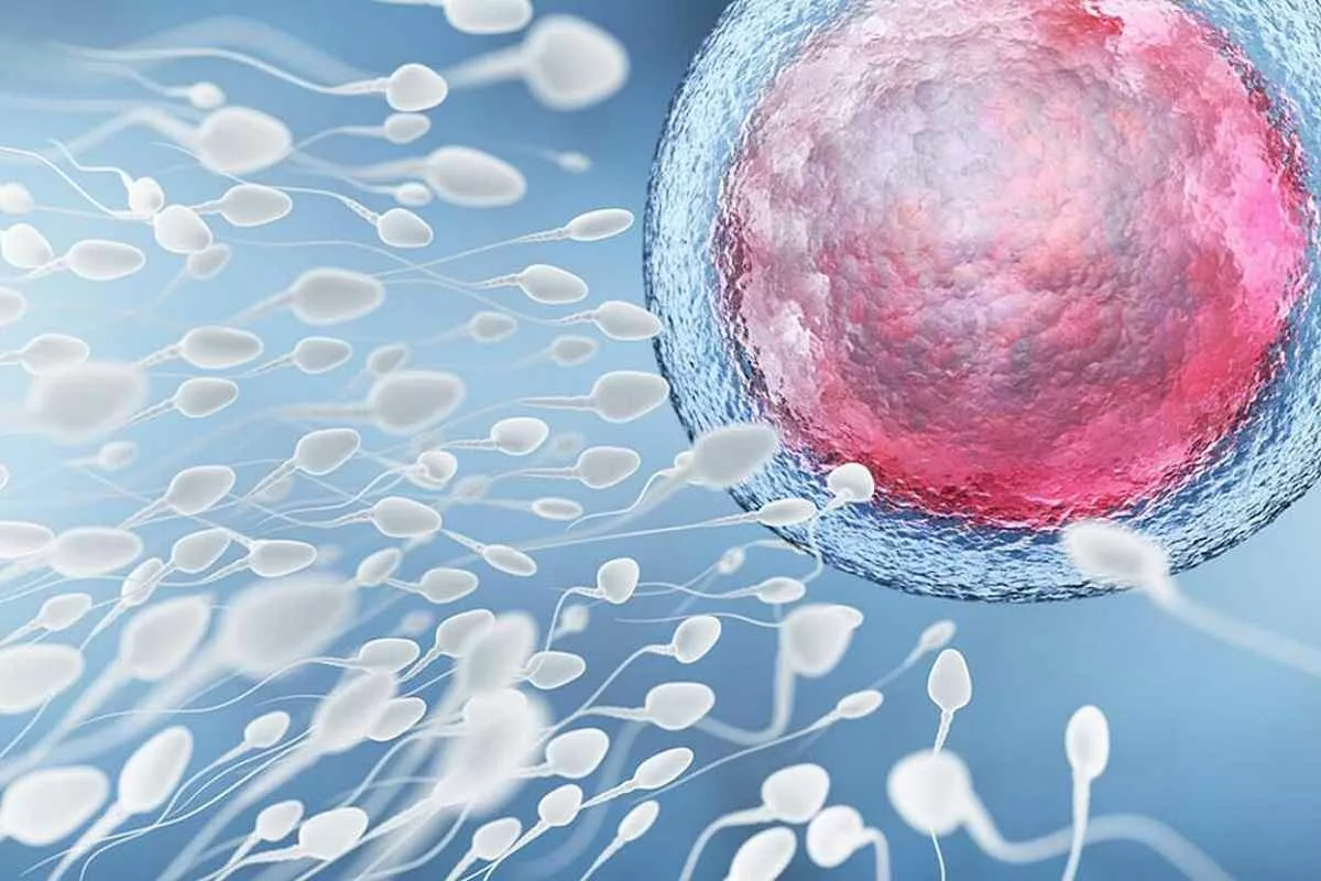 برای-تقویت-اسپرم-مردان-چه-بخوریم؟