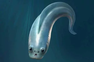 کشف شگفت‌انگیز فسیل‌های ۵۱۸ میلیون ساله: تاریخچه تکامل بینایی و راز «چهار چشم» در نیاکان ما