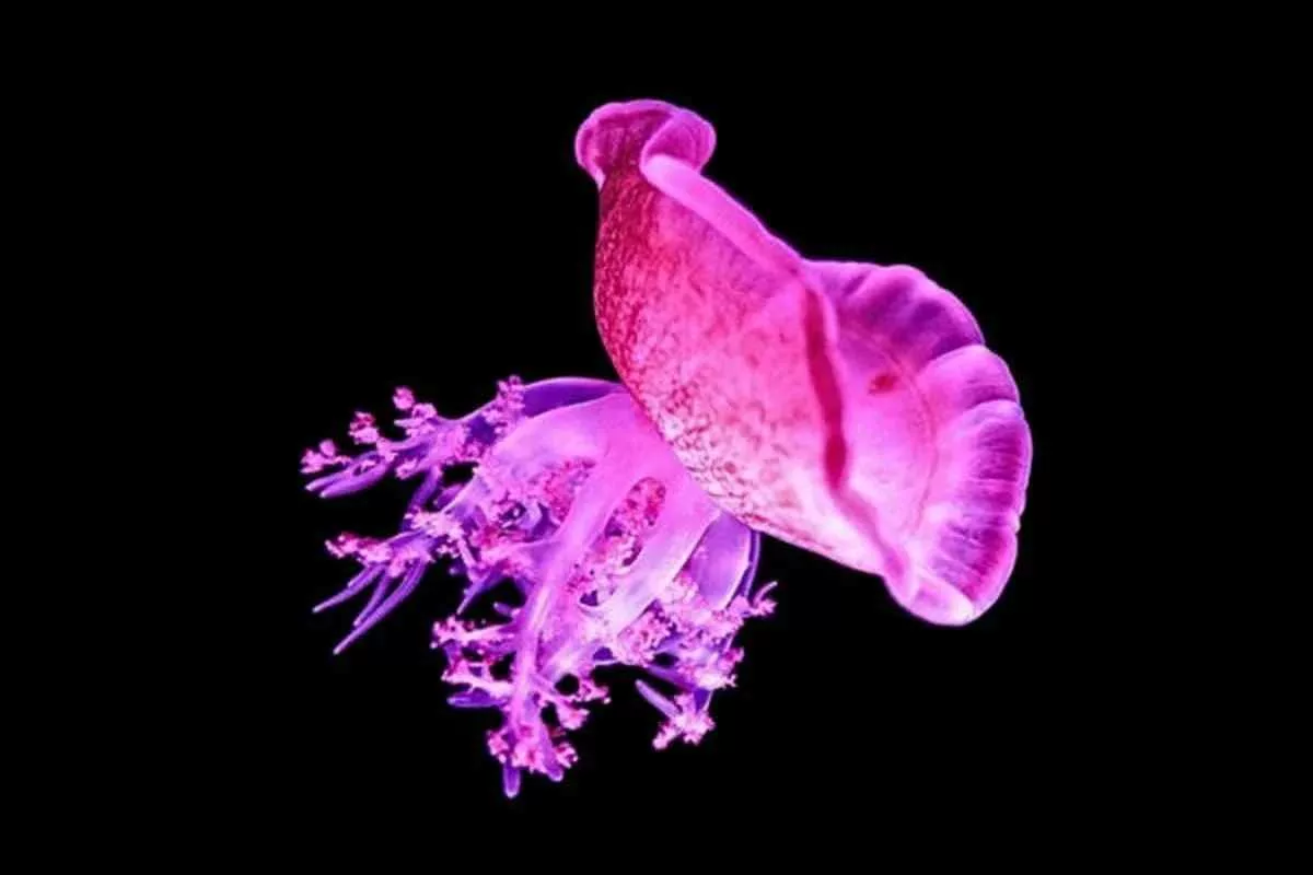 jellyfish-snooze-like-we_11zon