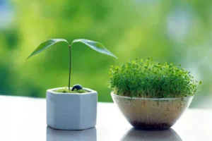 کاشت سبزه عدس فوری؛ آموزش کامل + زمان بندی دقیق