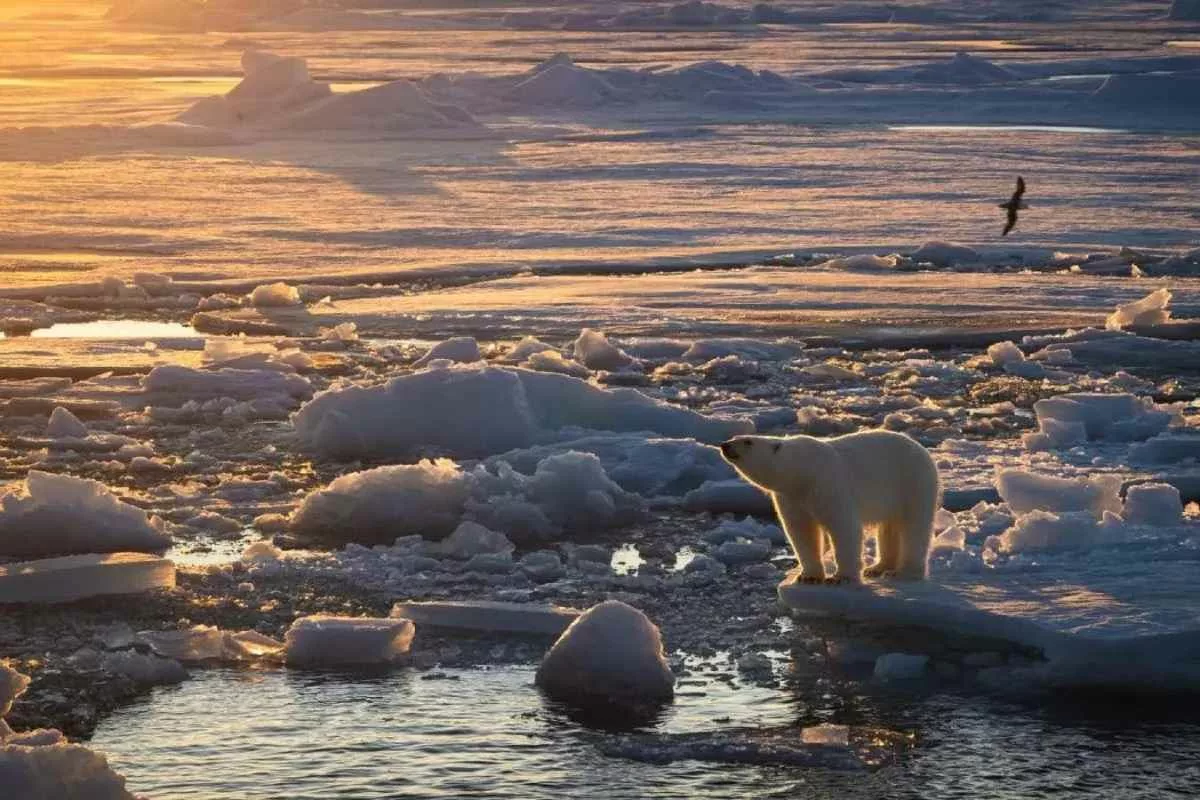 svalbard-bears-climate-change-adaptation_11zon