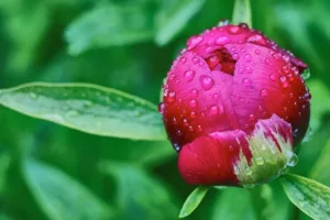 نقش شبنم در گل‌دهی زودهنگام گیاهان: آیا قطره‌های آب معجزه می‌کنند؟