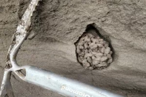 کپسول زمانی پنهان در دل یخ‌های کانادا؛ چگونه مدفوع سنجاب‌های باستانی رازهای عصر یخبندان را فاش کرد
